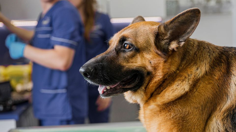 Dog at the vet