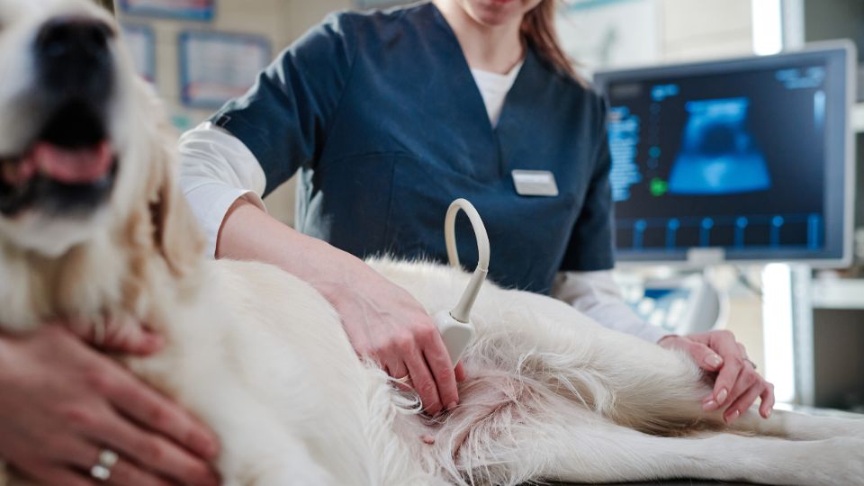 dog getting an ultrasound